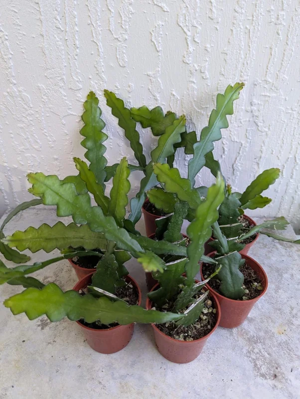 Fishbone Cactus Live Plant 8 Inch Epiphyllum Anguliger Indoor Houseplant