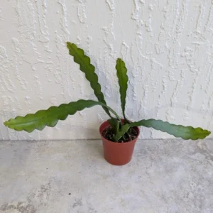 Fishbone Cactus Live Plant 8 Inch Epiphyllum Anguliger Indoor Houseplant