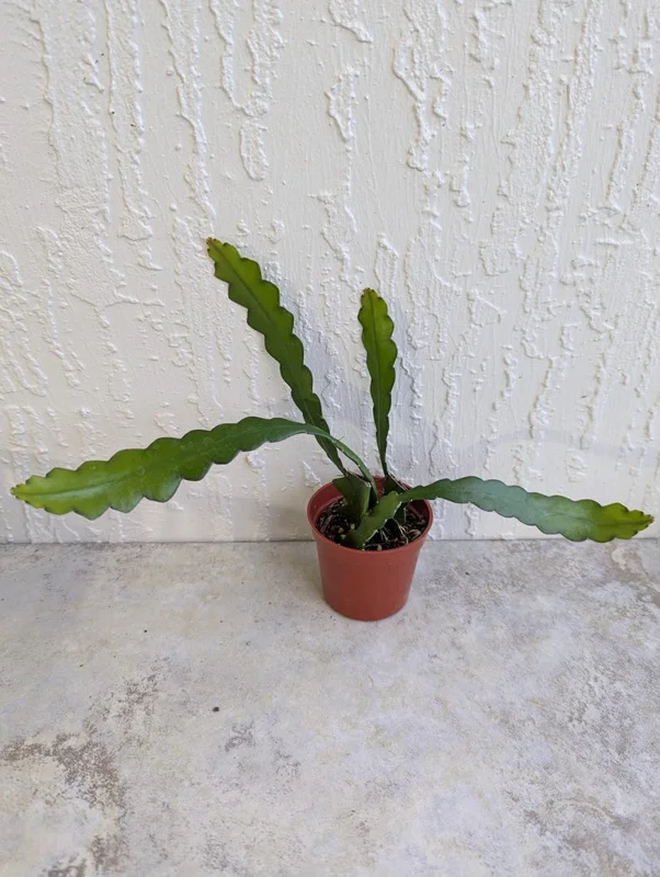 Fishbone Cactus Live Plant 8 Inch Epiphyllum Anguliger Indoor Houseplant