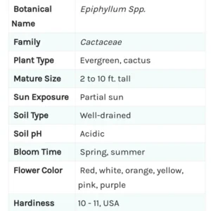 Fishbone Cactus Live Plant 8 Inch Epiphyllum Anguliger Indoor Houseplant