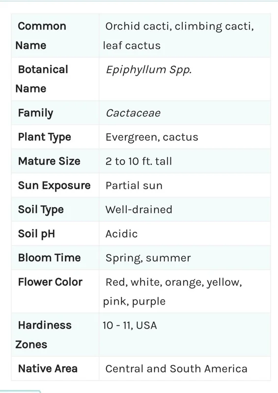 Fishbone Cactus Live Plant 8 Inch Epiphyllum Anguliger Indoor Houseplant