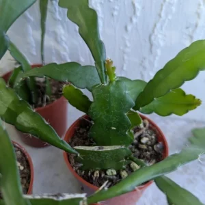 Fishbone Cactus Live Plant 8 Inch Epiphyllum Anguliger Indoor Houseplant