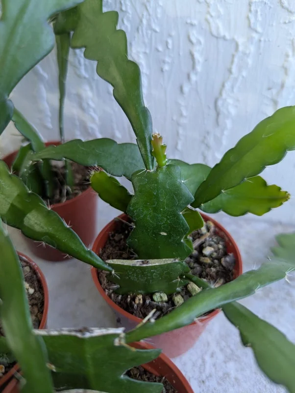 Fishbone Cactus Live Plant 8 Inch Epiphyllum Anguliger Indoor Houseplant