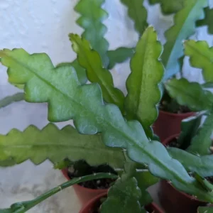 Fishbone Cactus Live Plant 8 Inch Epiphyllum Anguliger Indoor Houseplant