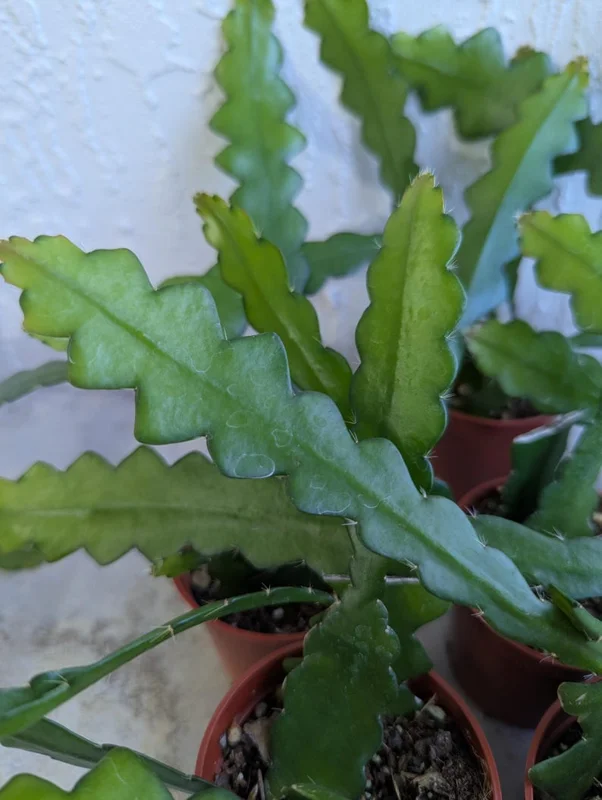 Fishbone Cactus Live Plant 8 Inch Epiphyllum Anguliger Indoor Houseplant