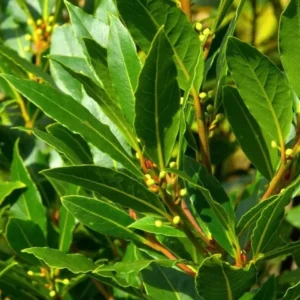 Bay Leaf Tree – Laurus Nobilis – Live Plant – 8-10 Inches – Indoor/Outdoor - Image 2