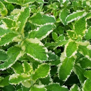 1 Pot (1 Clump) of Pineapple Mint Herb Live Starter Plant for Planting, Fragrant Mint Bush Garden Mints Plant, 4