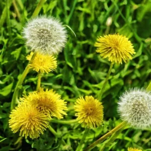 Dandelion Plant – Live Dandelion Plants – Outdoor – 4 Inch Pot - Image 8