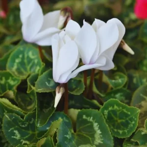 White Cyclamen Plant Live, Live Cyclamen Flower Plant, 4 Inc Pot