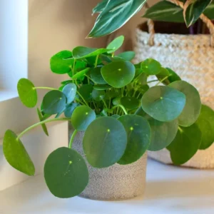 2 Money Tree Plant Indoor, 5 to 7 Inc in Height, Pilea Peperomioides Live, Money Plant Live Houseplants for Planting Growing