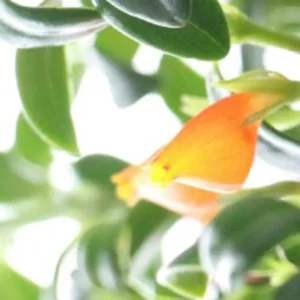 Goldfish Plant Live Houseplant 5-7'' - Container & Hanging Basket Indoor Plant