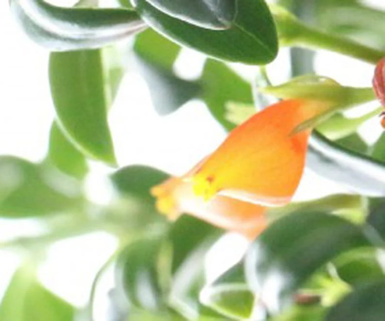 Goldfish Plant Live Houseplant 5-7'' - Container & Hanging Basket Indoor Plant