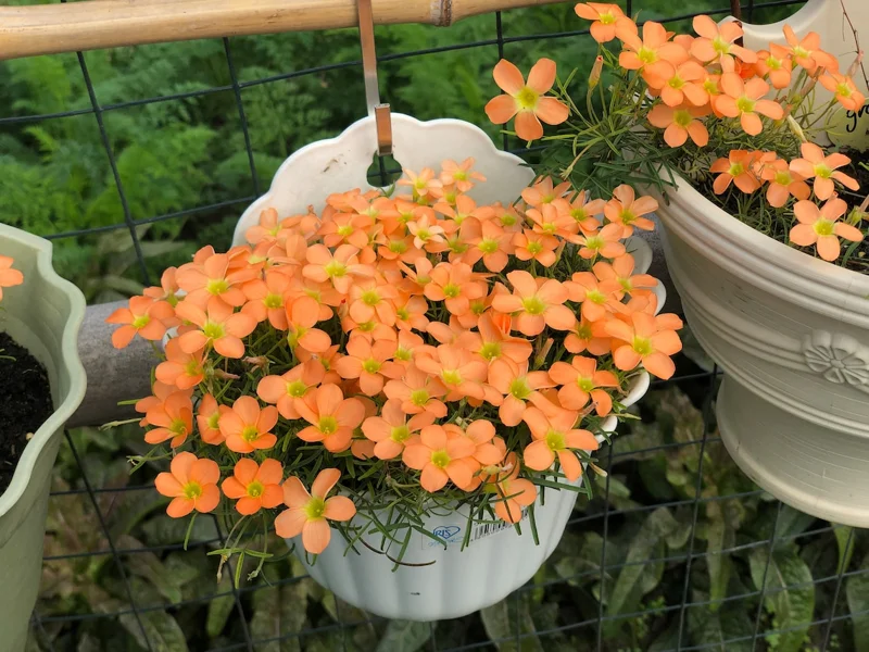 Gracilis Oxalis Live Starter Plant for Planting, Oxalis Plant in Home Garden, 4"Pot