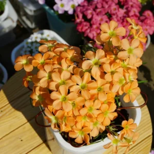 Gracilis Oxalis Live Starter Plant for Planting, Oxalis Plant in Home Garden, 4