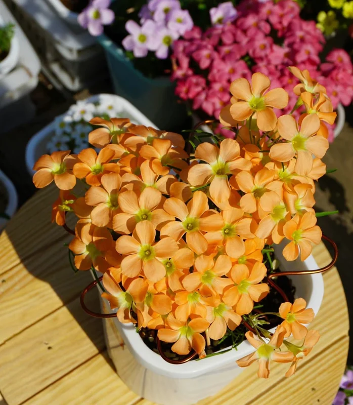 Gracilis Oxalis Live Starter Plant for Planting, Oxalis Plant in Home Garden, 4"Pot