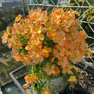 Gracilis Oxalis Live Starter Plant for Planting, Oxalis Plant in Home Garden, 4