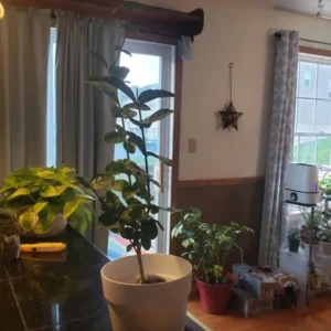 Grand Duke of Tuscany Jasmine Plant Live - 4 to 6 Inches Tall - Fragrant White Blooms