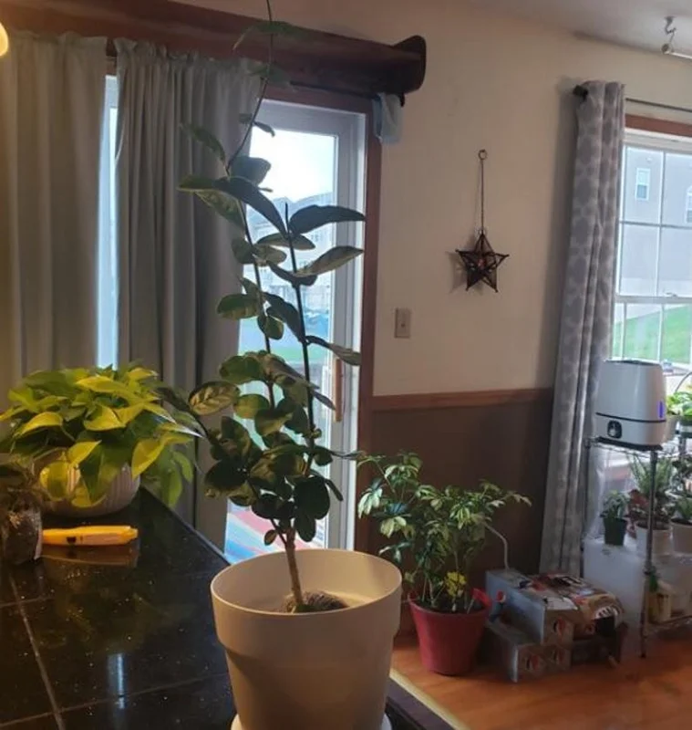 Grand Duke of Tuscany Jasmine Plant Live - 4 to 6 Inches Tall - Fragrant White Blooms