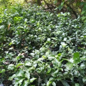 Grand Duke of Tuscany Jasmine Plant Live - 4 to 6 Inches Tall - Fragrant White Blooms