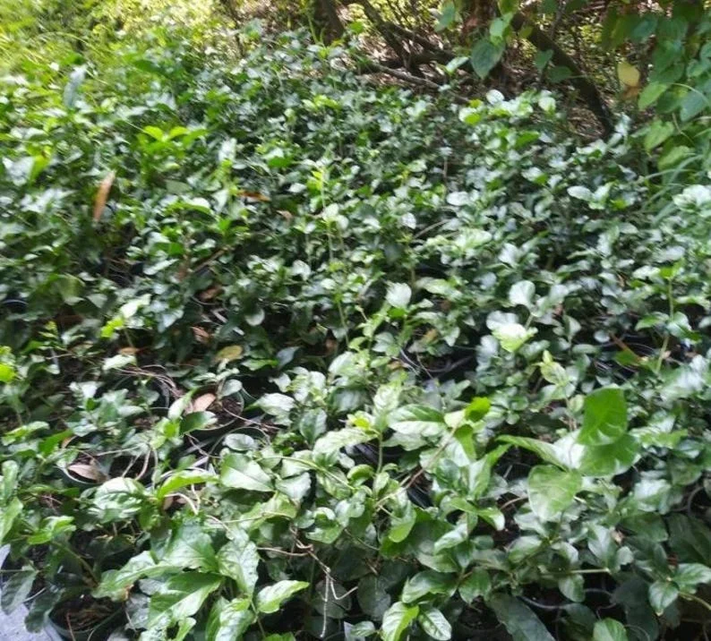 Grand Duke of Tuscany Jasmine Plant Live - 4 to 6 Inches Tall - Fragrant White Blooms