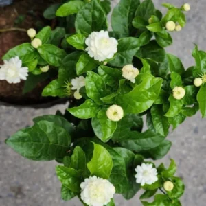 Grand Duke of Tuscany Jasmine Plant Live - 4 to 6 Inches Tall - Fragrant White Blooms