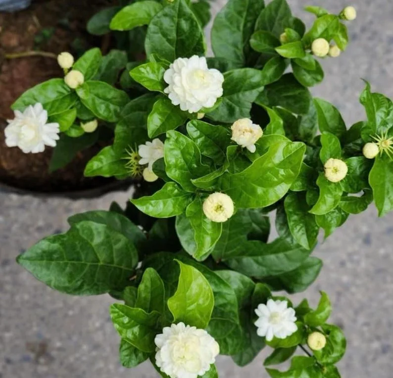 Grand Duke of Tuscany Jasmine Plant Live - 4 to 6 Inches Tall - Fragrant White Blooms