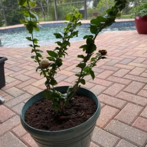 Grand Duke of Tuscany Jasmine Plant Live - 4 to 6 Inches Tall - Fragrant White Blooms