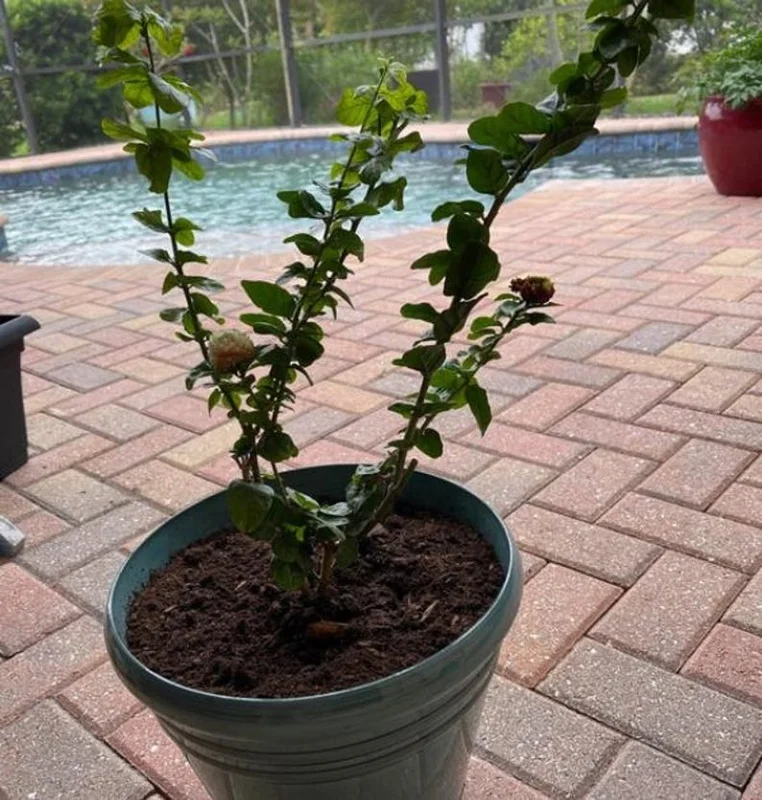 Grand Duke of Tuscany Jasmine Plant Live - 4 to 6 Inches Tall - Fragrant White Blooms