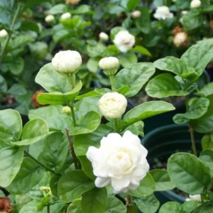 Grand Duke of Tuscany Jasmine Plant Live - 4 to 6 Inches Tall - Fragrant White Blooms