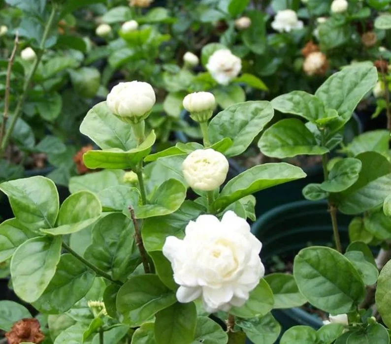 Grand Duke of Tuscany Jasmine Plant Live - 4 to 6 Inches Tall - Fragrant White Blooms