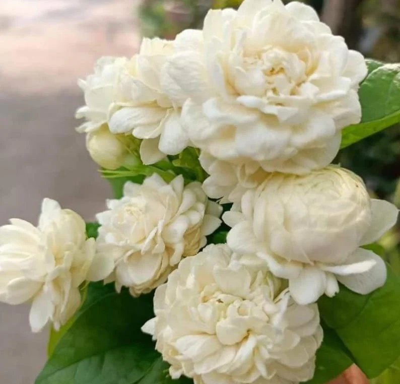Grand Duke of Tuscany Jasmine Plant Live - 4 to 6 Inches Tall - Fragrant White Blooms