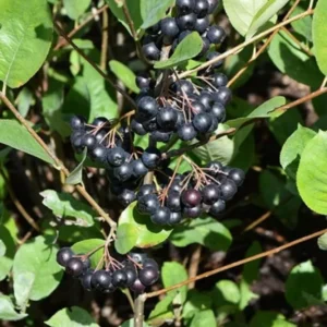 Black Chokeberry Plant in Pot, 8 Inch Tall, Edible Aronia Berry Plant Shrub for Planting, Dormant in Winter