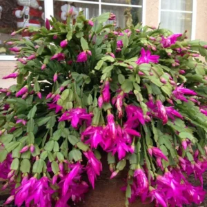 Christmas Cactus – Live Plant – 3-5 Inch Indoor Houseplant - Image 2