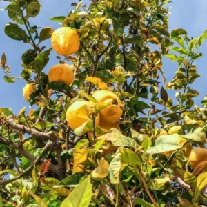 Meyer Lemon Tree Live Plant – Citrus Starter Plant – 2-4” Tall – 4 Inch Pot – Outdoor - Image 2