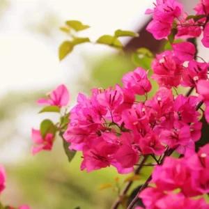 Pink Bougainvillea Live Plant – Tropical Flowering Plant – 8-10 Inches Tall – 4 Inch Pot – Outdoor - Image 5