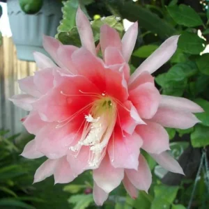 Salmon Epiphyllum Orchid Cactus – Live plant – 6-8 inches tall – 4 inch pot - Image 2