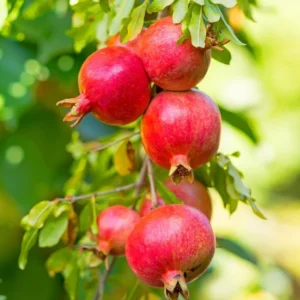 Potted Wonderful Pomegranate Tree – Live plant – Size 5-8 inches tall – Outdoor - Image 2