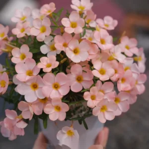 Icing Oxalis Live Starter Plant for Planting, Oxalis Plant in Home Garden, 4"Pot