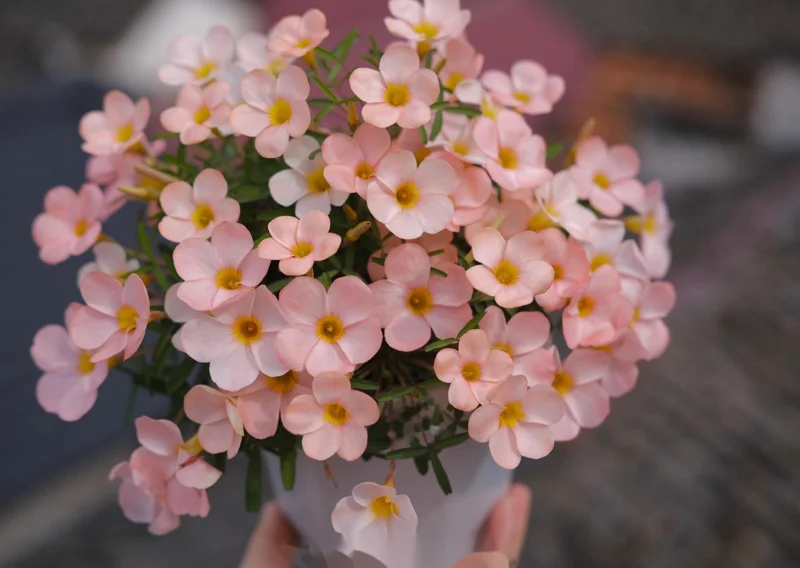 Icing Oxalis Live Starter Plant for Planting, Oxalis Plant in Home Garden, 4"Pot