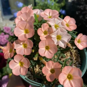 Icing Oxalis Live Starter Plant for Planting, Oxalis Plant in Home Garden, 4"Pot