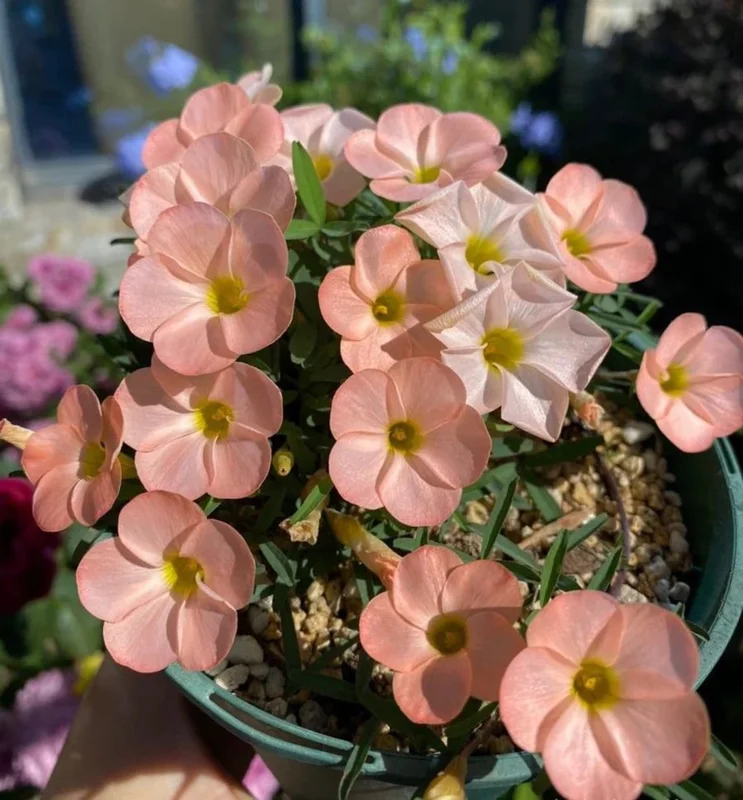 Icing Oxalis Live Starter Plant for Planting, Oxalis Plant in Home Garden, 4"Pot