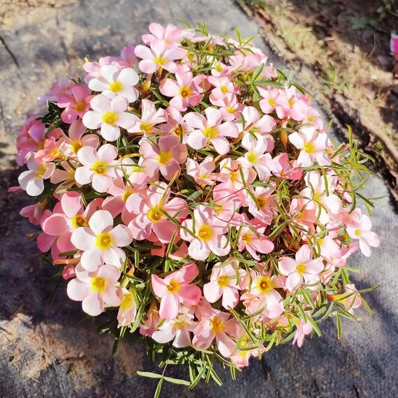 Icing Oxalis Live Starter Plant for Planting, Oxalis Plant in Home Garden, 4"Pot