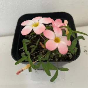 Icing Oxalis Live Starter Plant for Planting, Oxalis Plant in Home Garden, 4