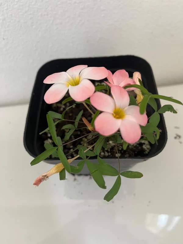 Icing Oxalis Live Starter Plant for Planting, Oxalis Plant in Home Garden, 4"Pot