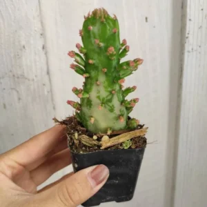 Opuntia Monacantha Variegata - Variegated Joseph's Coat Succulent Plant 2 Inch Pot for Garden