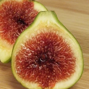 Ischia Fig Tree - 4 to 6 Inch Plant for Sale