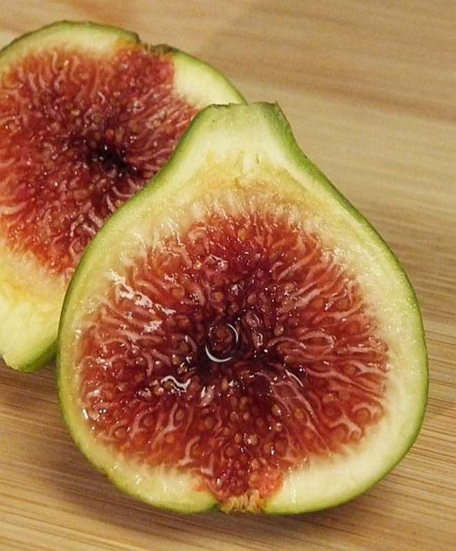 Ischia Fig Tree - 4 to 6 Inch Plant for Sale