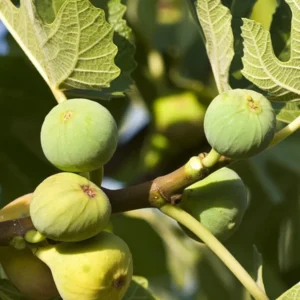 Ischia Fig Tree - 4 to 6 Inch Plant for Sale
