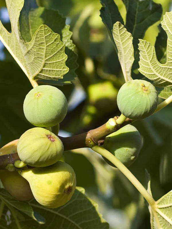 Ischia Fig Tree - 4 to 6 Inch Plant for Sale