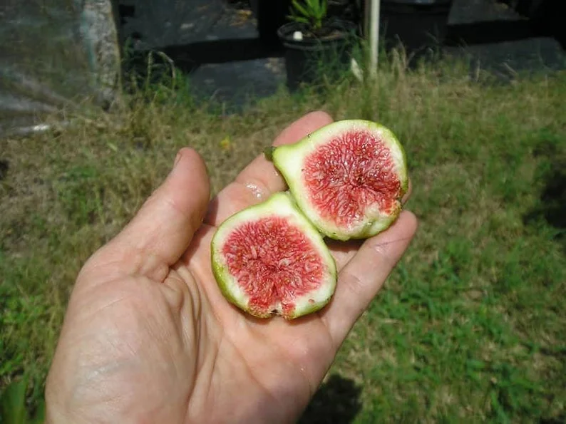 Ischia Fig Tree - 4 to 6 Inch Plant for Sale